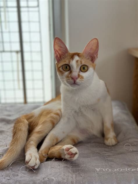 munchkin cats to adopt