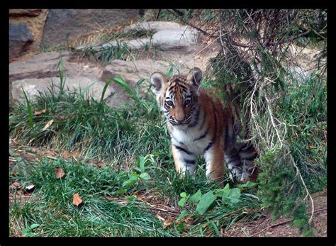 tiger cub     tiger cubs  phila zoo   flickr