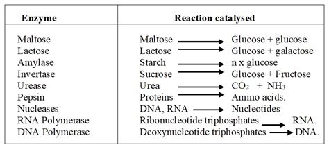 Enzymes - Km Chemistry