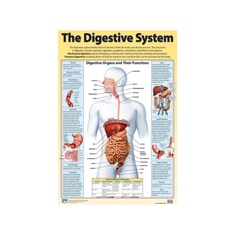 Digestive System Poster - Play School Room CC