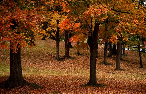 Searching for Fall Color - Cape Girardeau History and Photos