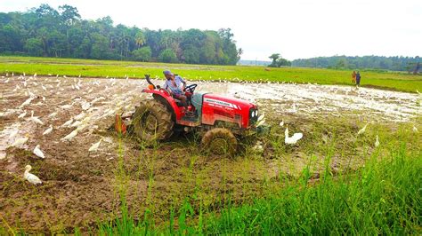 Traditional Paddy Cultivation Sri Lanka Preparing Padi Fields For