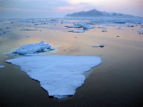 Record Low Level Of Bering Sea Ice Causes Profound Widespread Impacts