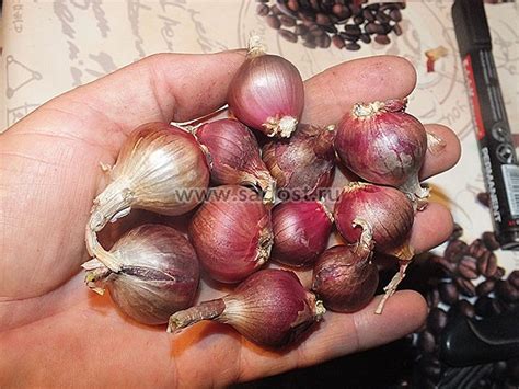 Лук многоярусный.. Лук шалот, . , , . Продажа и доставка по Краснодару ...