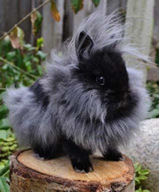 Lionhead Bunny