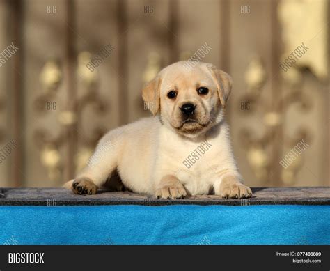 Labrador Puppy On Blue Image & Photo (Free Trial) | Bigstock