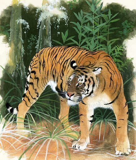 Bali tiger, extinct tiger subspecies stock image | Look and Learn