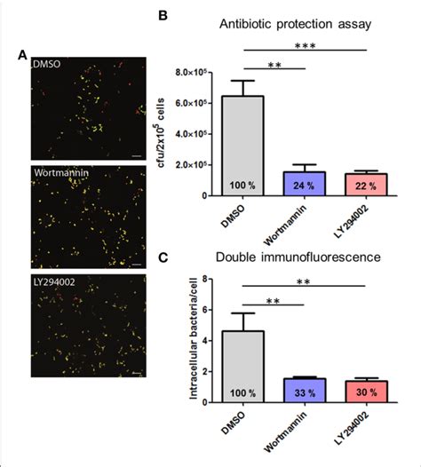 Influence Of The Pharmacological Inhibitors Wortmannin And Ly