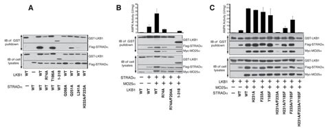 Structure Of The LKB1 STRAD MO25 Complex Reveals An Allosteric