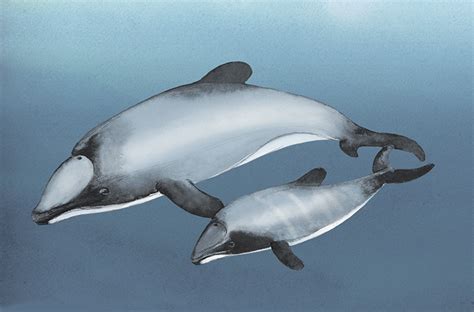 Keep Fighting for Popoto – Kiwi Conservation Club