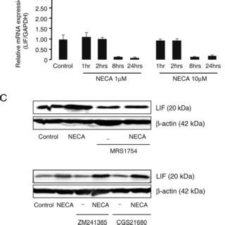 NECA Induced Leukemia Inhibitory Factor LIF Expression And Secretion