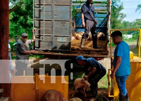 INTA entrega 45 bonos de cerdo a igual número de familias en Nandaime