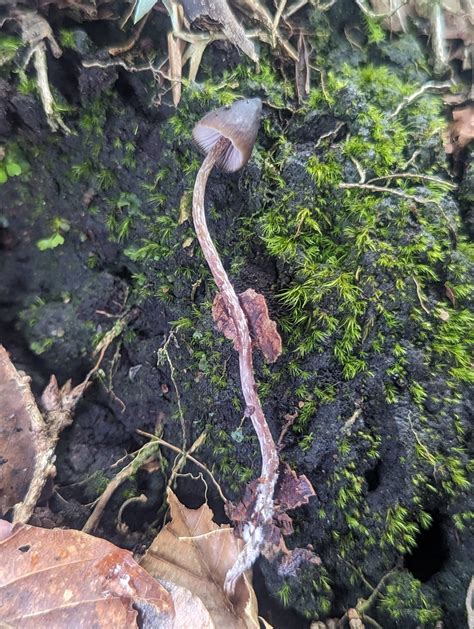 Psilocybe Neoxalapensis In September By Alan Rockefeller Inaturalist