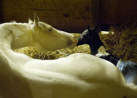 Thousands lose sleep over horse's birth | CNN