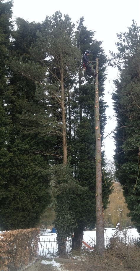 Photos Grenoside Tree Services Tree Surgeons In Sheffield