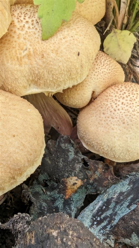 Common Gilled Mushrooms And Allies From Biggenden QLD 4621 Australia