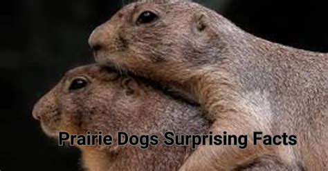 Prairie Dogs Surprising Facts