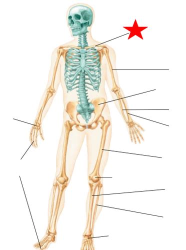 A P 1 LAB Appendicular Skeleton Flashcards Quizlet