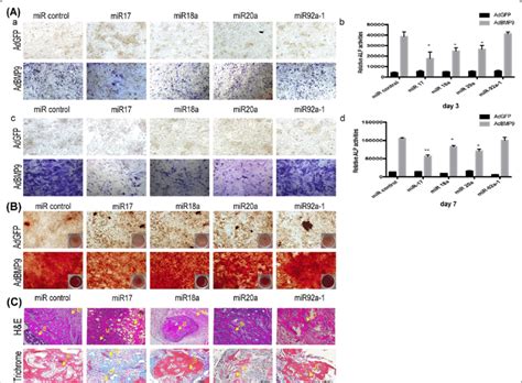 The osteogenic effect of miR-17-92 cluster on BMP9-induced osteogenesis ...