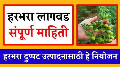 हरभरा लागवड हरभरा पेरणी A To Z माहिती Harbhara Lagvad Mahiti