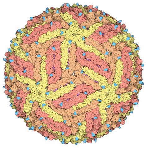 PDB 101 Molecule Of The Month Zika Virus