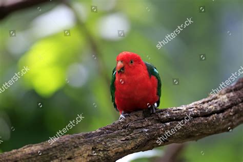 Australian King Parrot Alisterus Scapularis Adult Editorial Stock Photo