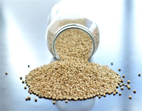 Milky White Sorghum Manufacturer Supplier Exporter