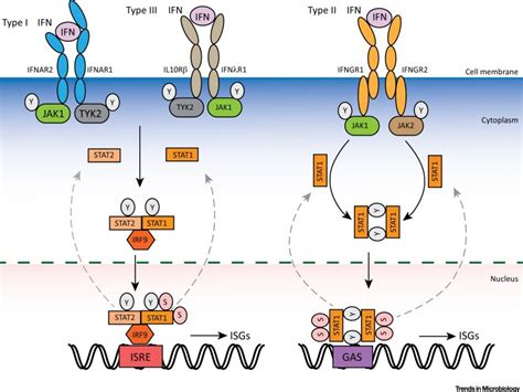 Transcriptional Regulation Of Antiviral Interferon Stimulated Genes