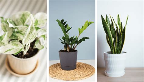 15 Best Houseplants For Beginners Easy To Grow