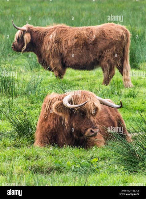 Hardy Cows Hi Res Stock Photography And Images Alamy