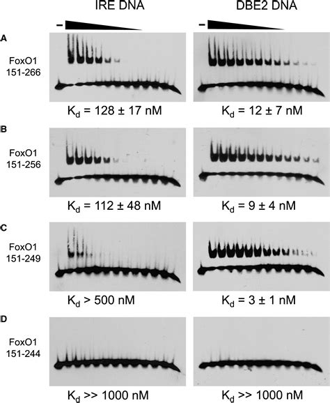 Structural Basis For Dna Recognition By Foxo And Its Regulation By