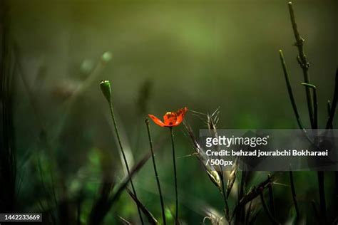 Behzad Razavi Photos and Premium High Res Pictures - Getty Images