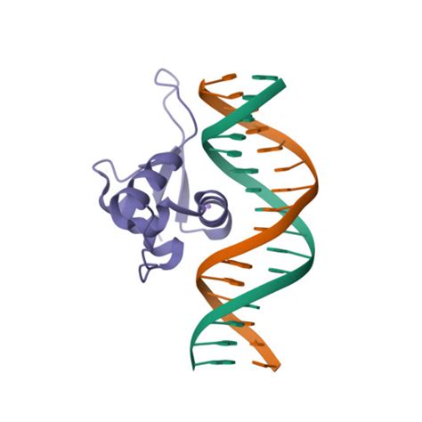 Rcsb Pdb Yzf Crystal Structure Of The Human Foxa Bound To The