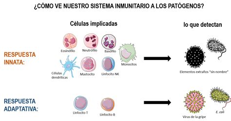 La Memoria Del Sistema Inmune El Baúl De Los Recuerdos Microbacterium