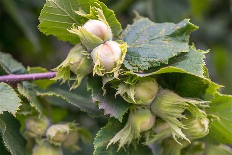 California Hazelnut Native Nut Trees For Sale Native Foods Nursery