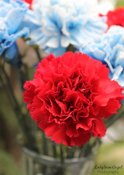 A Red Carnation Photography By Ladysnowangel Carnations Red