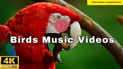 Birds Singing Without Music 3 Hour Bird Sounds Relaxation Soothing