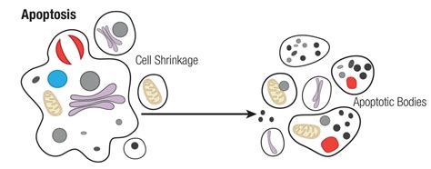 Apoptosis Introduction Regulators Caspases And Apoptotic Pathways