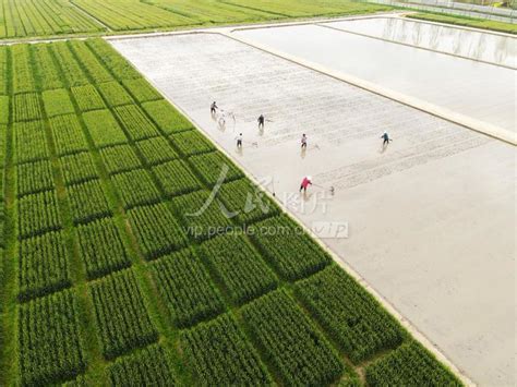 江苏扬州：谷雨时节农事忙 人民图片网