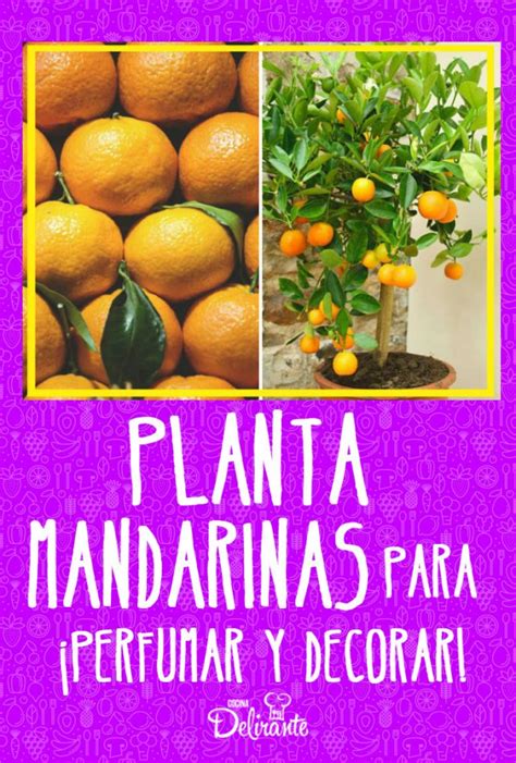 Como Puedo Cultivar Mandarinas Facilmente Pinterest Cocinadelirante