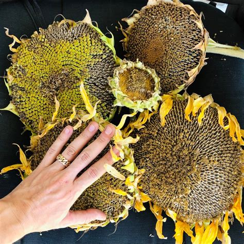 GIANT SUNFLOWER 12 Seeds Giant Mongolian 14 Feet Tall Etsy