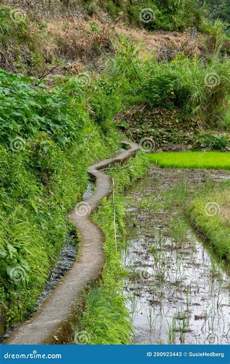 Empty Trail And Path Along Rice Paddy In Asia Stock Image Image Of Paddy Banue 200923443