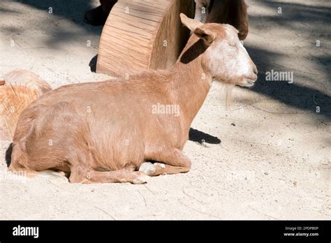 The Goat Has Horns That Arch Backward A Short Tail And Straighter