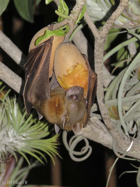 Fruit Bat Eating Chiku Fruit Lesser Short Nosed Fruit Bat Flickr