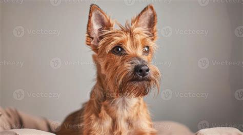 terrier animal stock  images  backgrounds