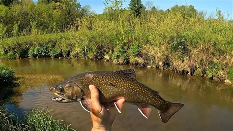 Wisconsin Trout Fishing 5112024 New Pb Brookie Youtube