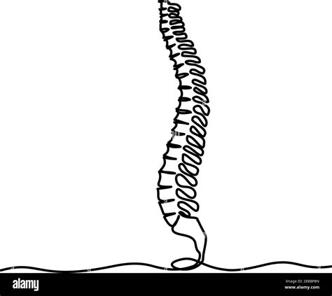 Dibujo De Columna Vertebral Para Colorear Dibujos Para Off