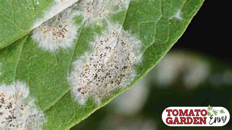 White Spots On Tomato Leaves Causes And Treatment