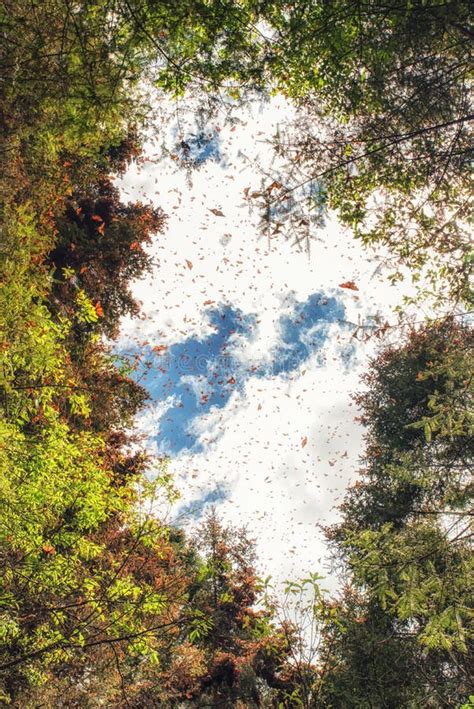 Reserva De La Biosfera De La Mariposa De Monarca Michoacan M Xico