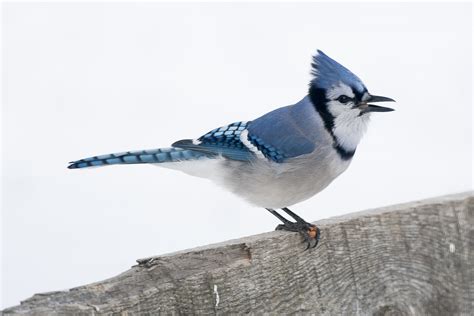 Blue jay feather meaning – SYMBOLSHUB.ORG